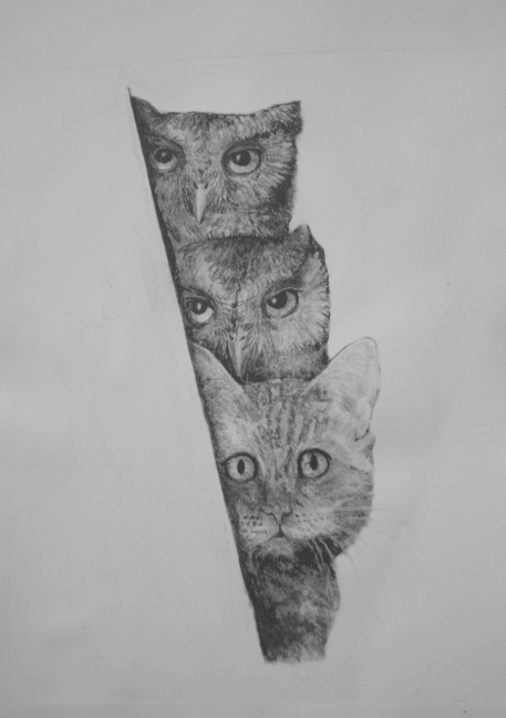 Owlets and kitten